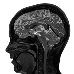 Brain icon